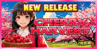 CHERRY HARVEST